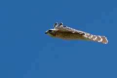 DPPhotography - Texas - Red-shouldered hawk - D