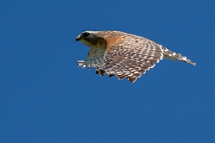 DPPhotography - Texas - Red-shouldered hawk - E