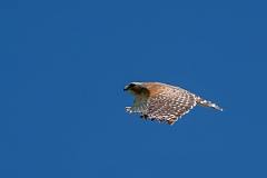 DPPhotography - Texas - Red-shouldered hawk - F