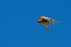 DPPhotography - Texas - Red-shouldered hawk - G
