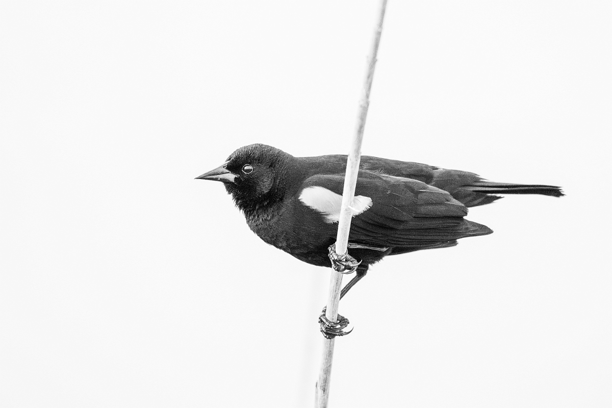 DPPhotography - Texas - Red-winged blackbird - B.jpg - Red-winged blackbird, male B&W - Anahuac NWR, Texas