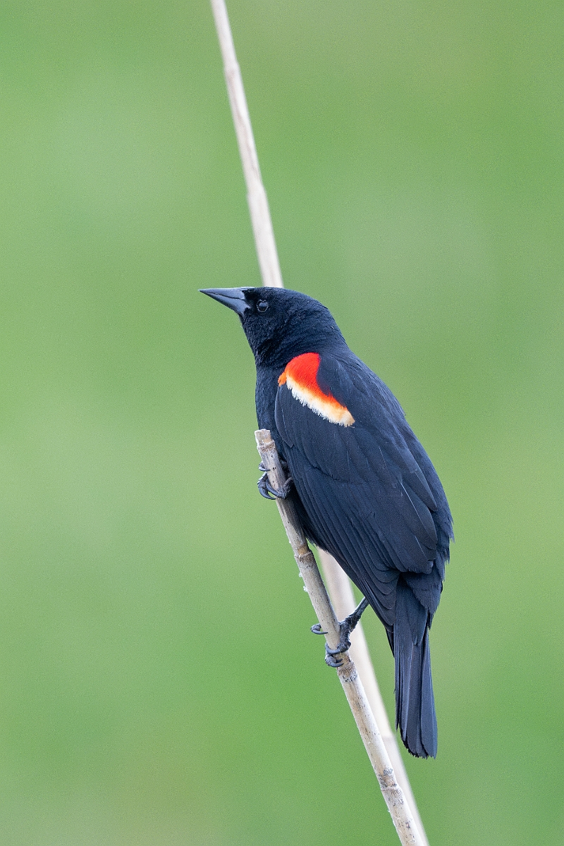 DPPhotography - Texas - Red-winged blackbird - C.jpg - Red-winged blackbird, male - Anahuac NWR, Texas