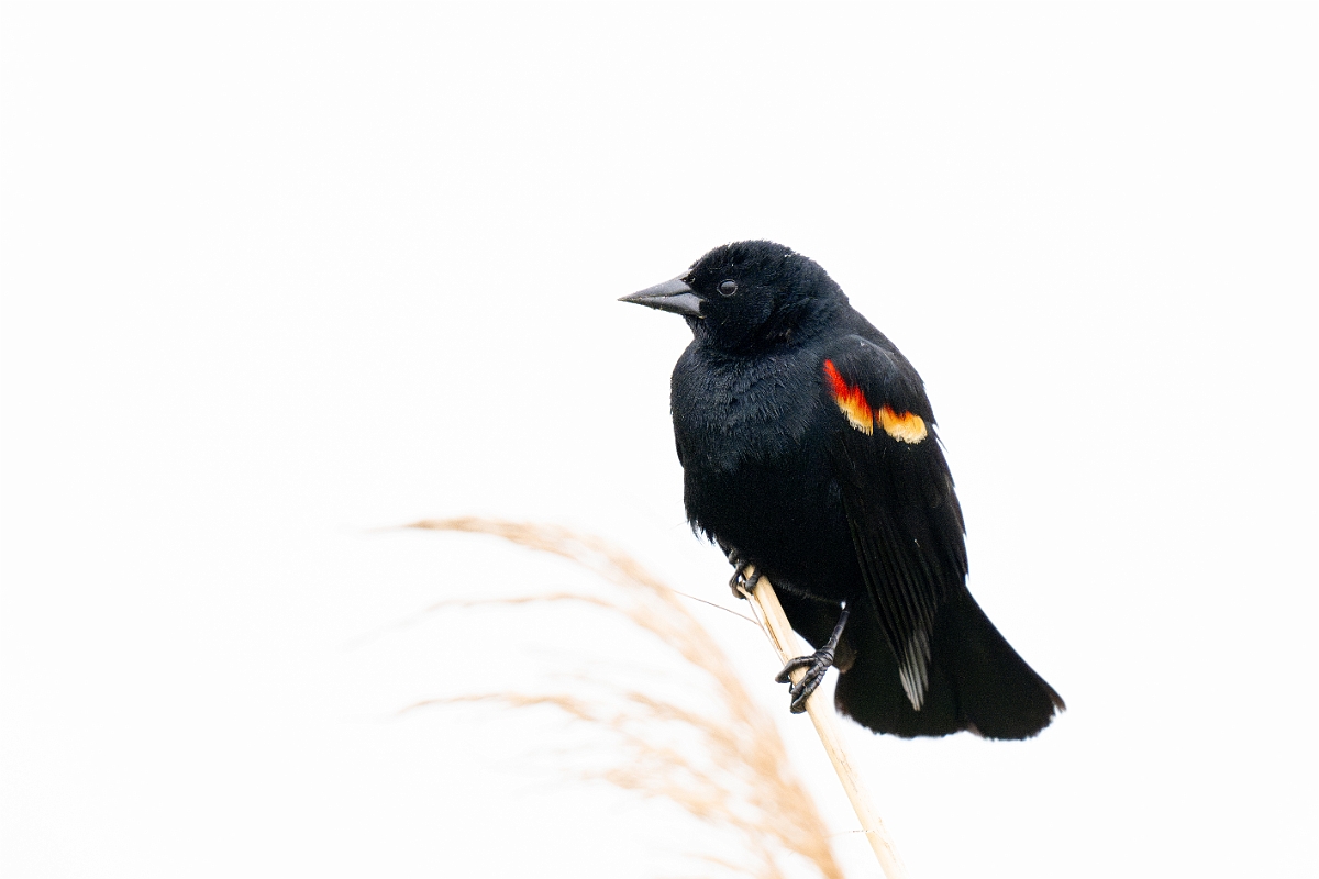 DPPhotography - Texas - Red-winged blackbird - D.jpg - Red-winged blackbird, male - Anahuac NWR, Texas