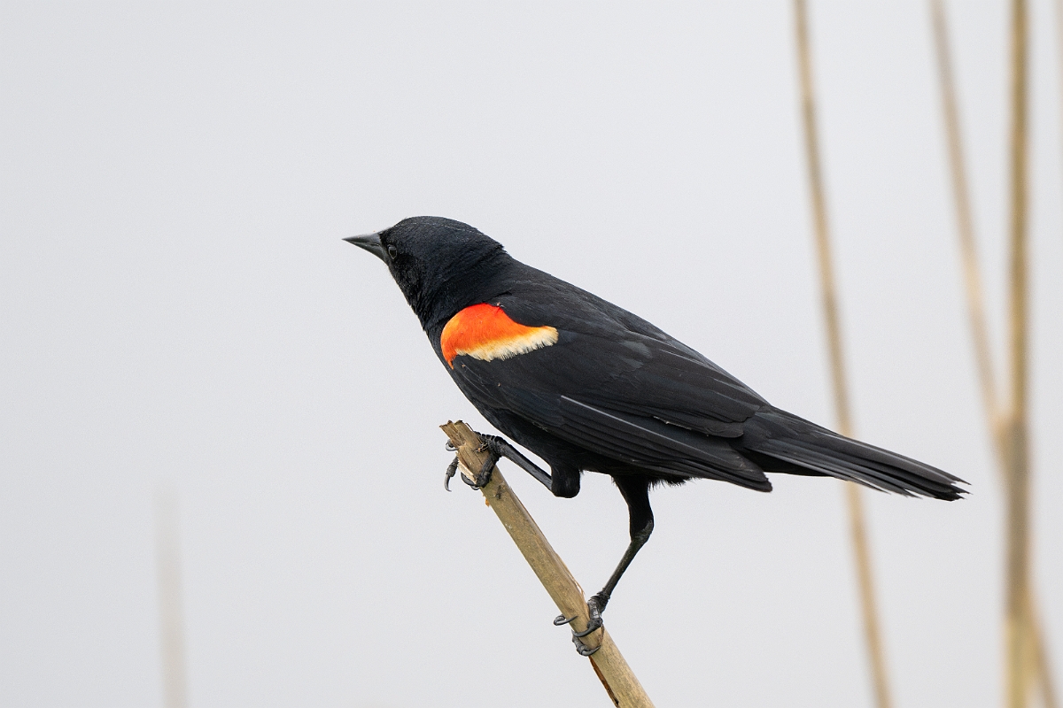 DPPhotography - Texas - Red-winged blackbird - H.jpg - Red-winged blackbird, male - Anahuac NWR, Texas