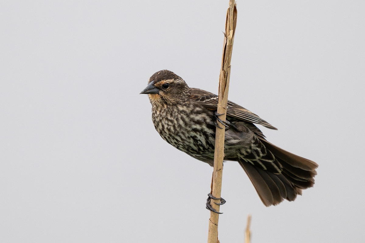 DPPhotography - Texas - Red-winged blackbird - I.jpg - Red-winged blackbird, female - Anahuac NWR, Texas