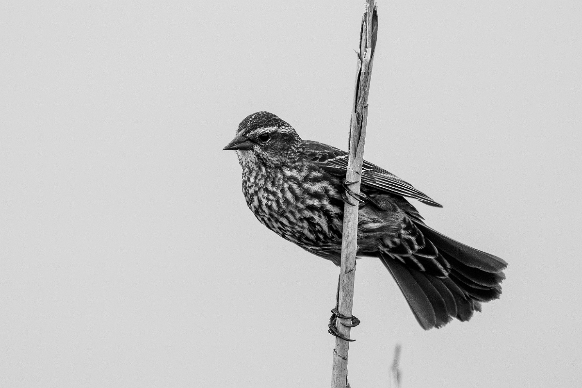 DPPhotography - Texas - Red-winged blackbird - J.jpg - Red-winged blackbird, female B&W - Anahuac NWR, Texas