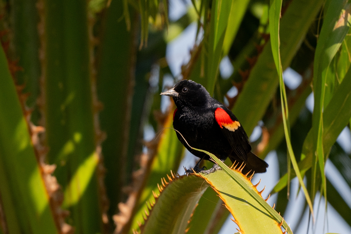 DPPhotography - Texas - Red-winged blackbird - L.jpg - Red-winged blackbird, male - Santa Ana NWR, Texas