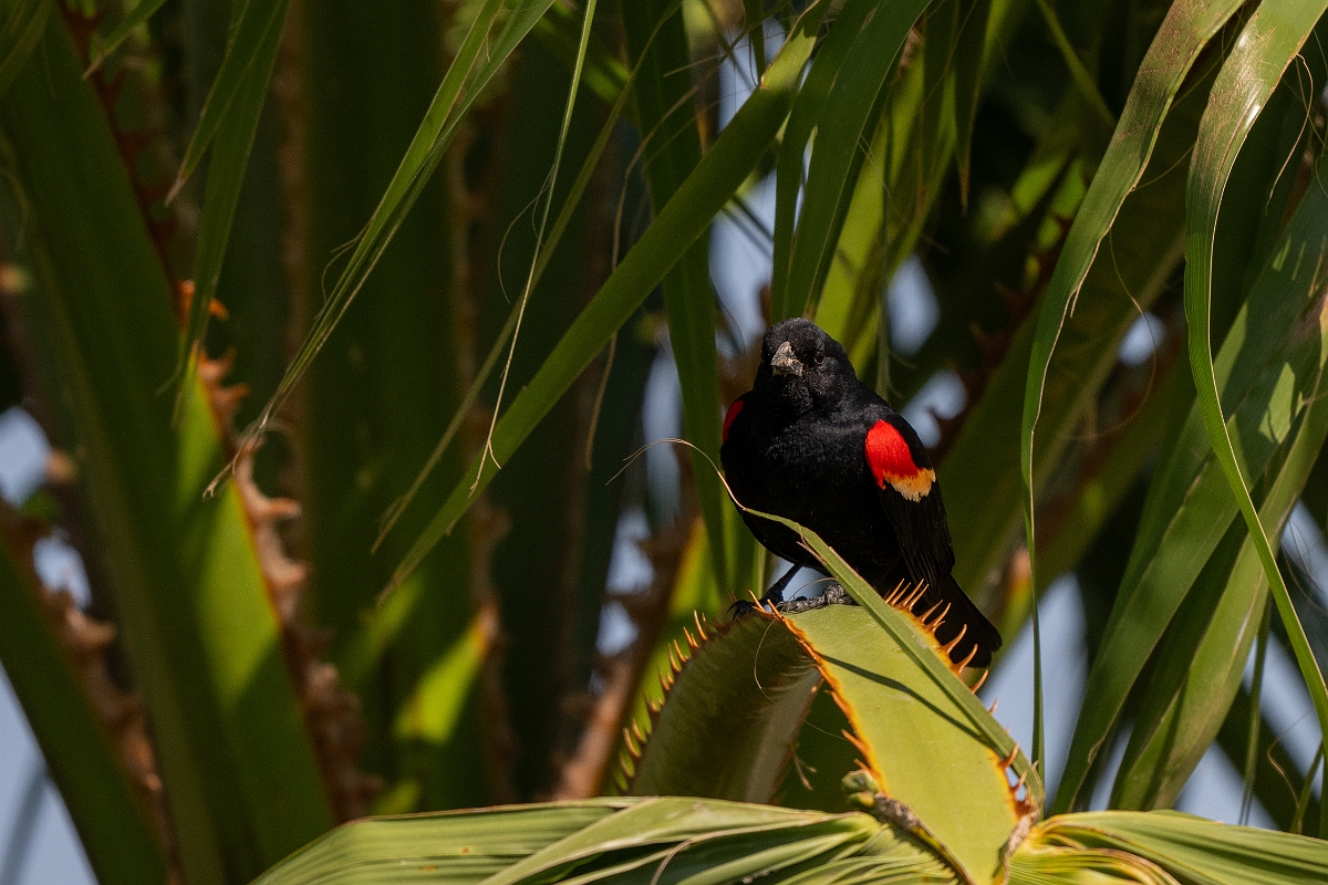 DPPhotography - Texas - Red-winged blackbird - M.jpg - Red-winged blackbird, male - Santa Ana NWR, Texas