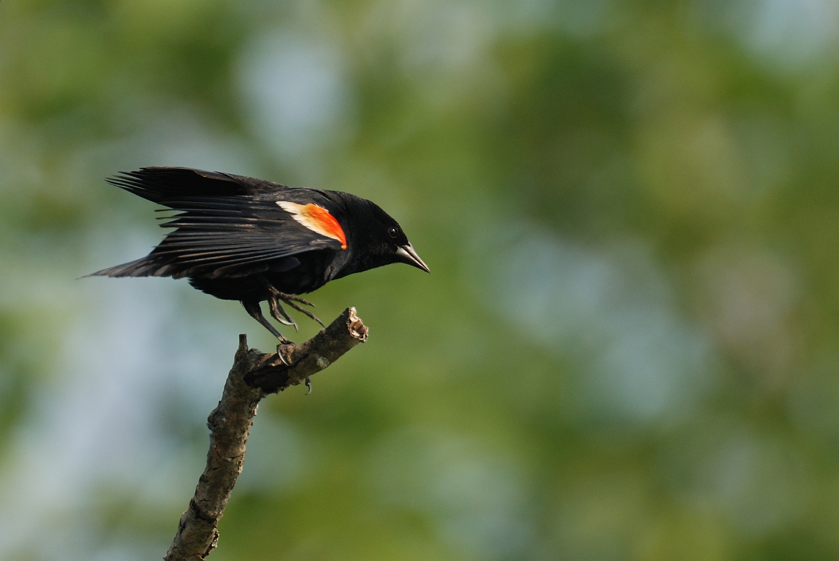 David Plant Photography - Wildlife Photographer - Red-winged blackbird - C.jpg - Red-winged blackbird showing shoulder colouration - Scarborough Marsh, ME
