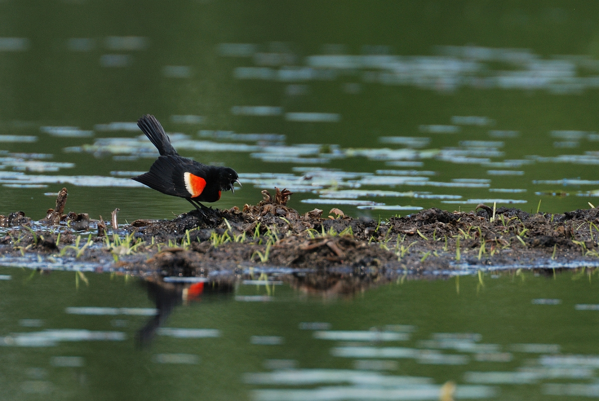 David Plant Photography - Wildlife Photographer - Red-winged blackbird - E.jpg - Red-winged blackbird displaying - Brownfield Bog, ME