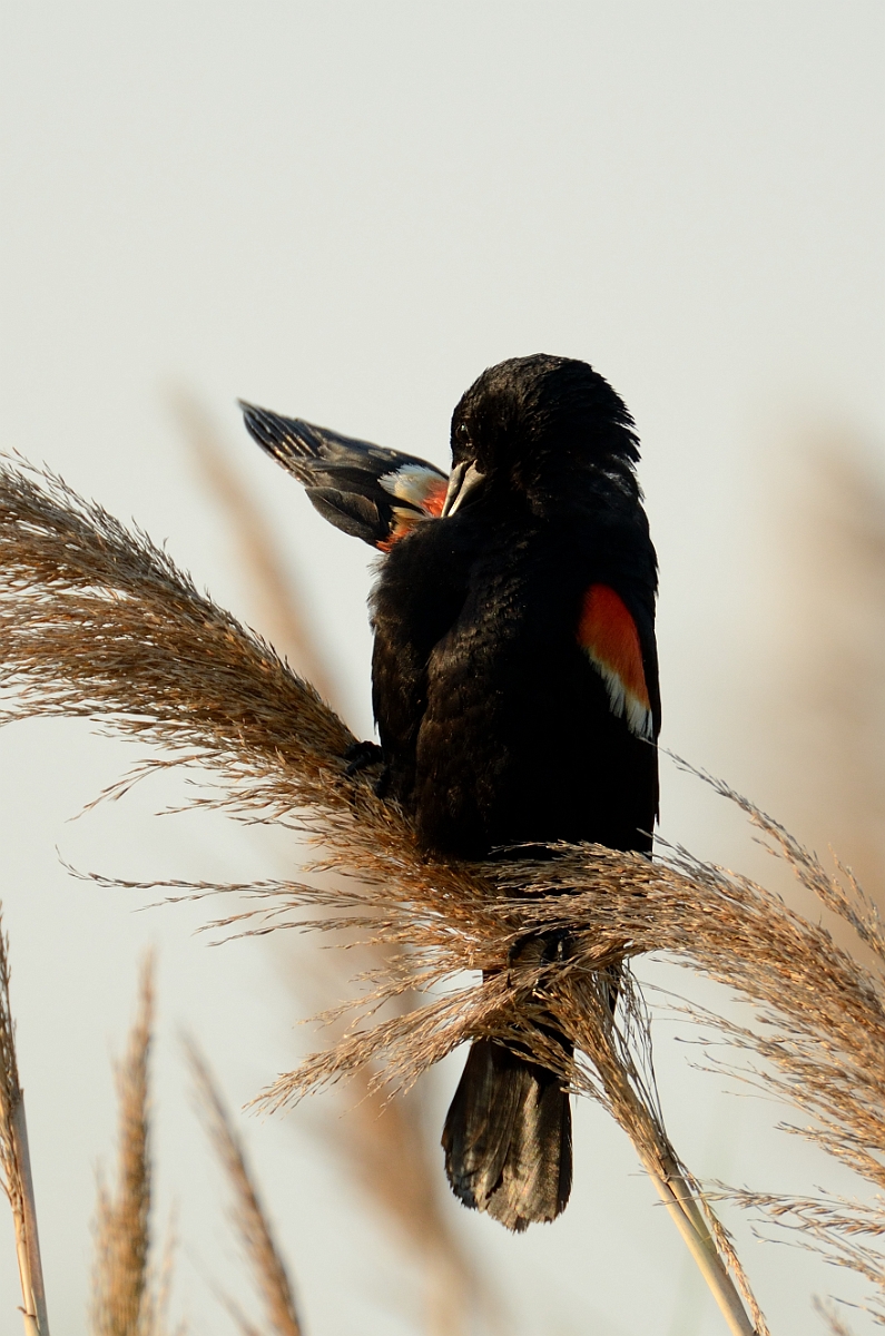David Plant Photography - Wildlife Photography - Red-winged blackbird - G.jpg - Red-winged blackbird preening - Plum Island, MA