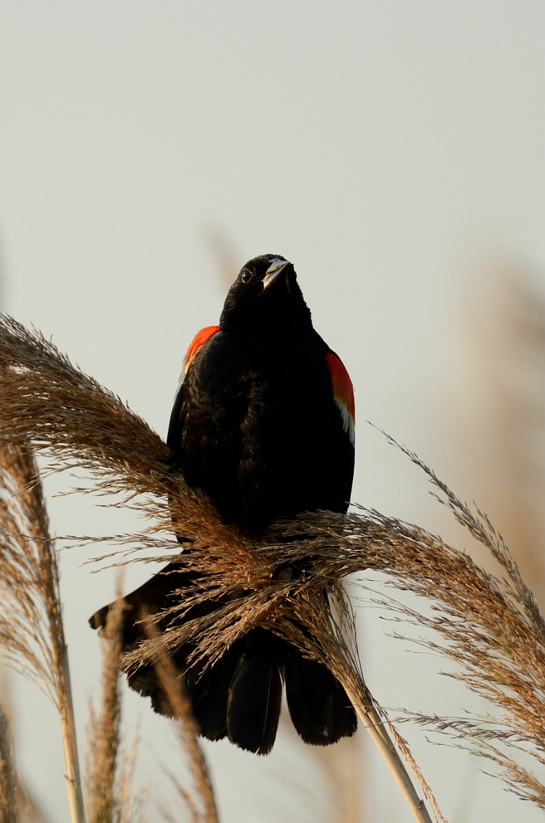 David Plant Photography - Wildlife Photography - Red-winged blackbird - H.jpg - Red-winged blackbird - Plum Island, MA