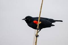 DPPhotography - Texas - Red-winged blackbird - A