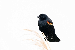 DPPhotography - Texas - Red-winged blackbird - D