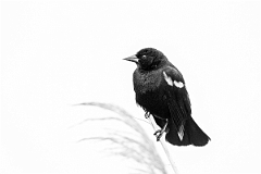 DPPhotography - Texas - Red-winged blackbird - E