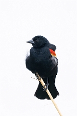 DPPhotography - Texas - Red-winged blackbird - G