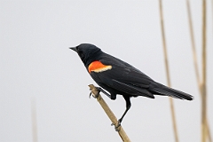 DPPhotography - Texas - Red-winged blackbird - H