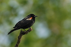 David Plant Photography - Wildlife Photographer - Red-winged blackbird - A