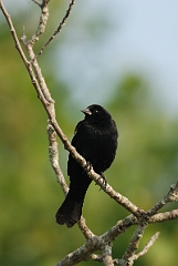 David Plant Photography - Wildlife Photographer - Red-winged blackbird - B