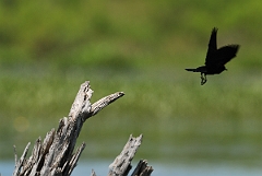 David Plant Photography - Wildlife Photographer - Red-winged blackbird - F