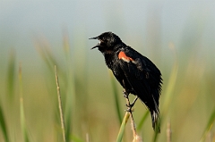 David Plant Photography - Wildlife Photography - Red-winged blackbird - I