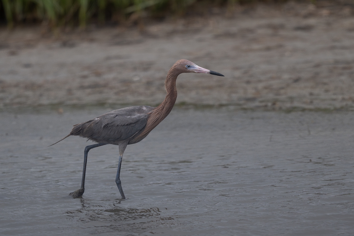 DPPhotography - Texas - Reddish egret - H.jpg - Reddish egret - Redfish Bay Causeway, Texas