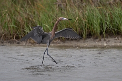 DPPhotography - Texas - Reddish egret - A