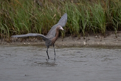DPPhotography - Texas - Reddish egret - B