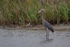 DPPhotography - Texas - Reddish egret - E