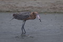 DPPhotography - Texas - Reddish egret - F