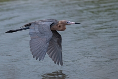 DPPhotography - Texas - Reddish egret - I