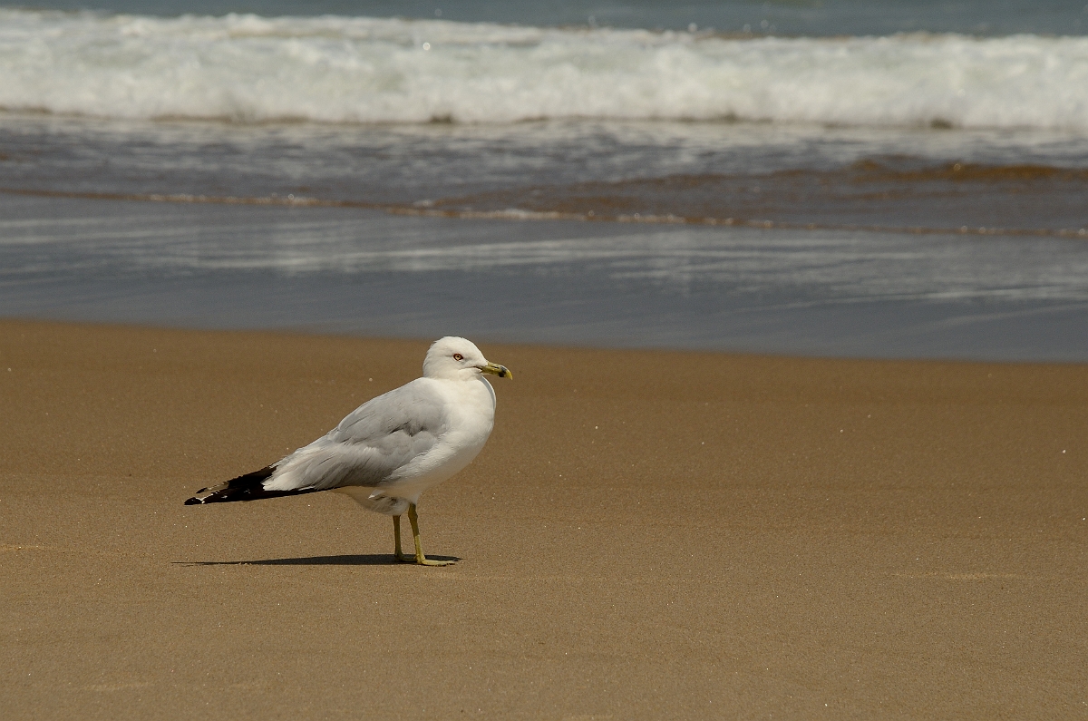 David Plant Photography - Wildlife Photography - Ring-billed gull - A.jpg - Ring-billed gull on beach - Plum Island, MA