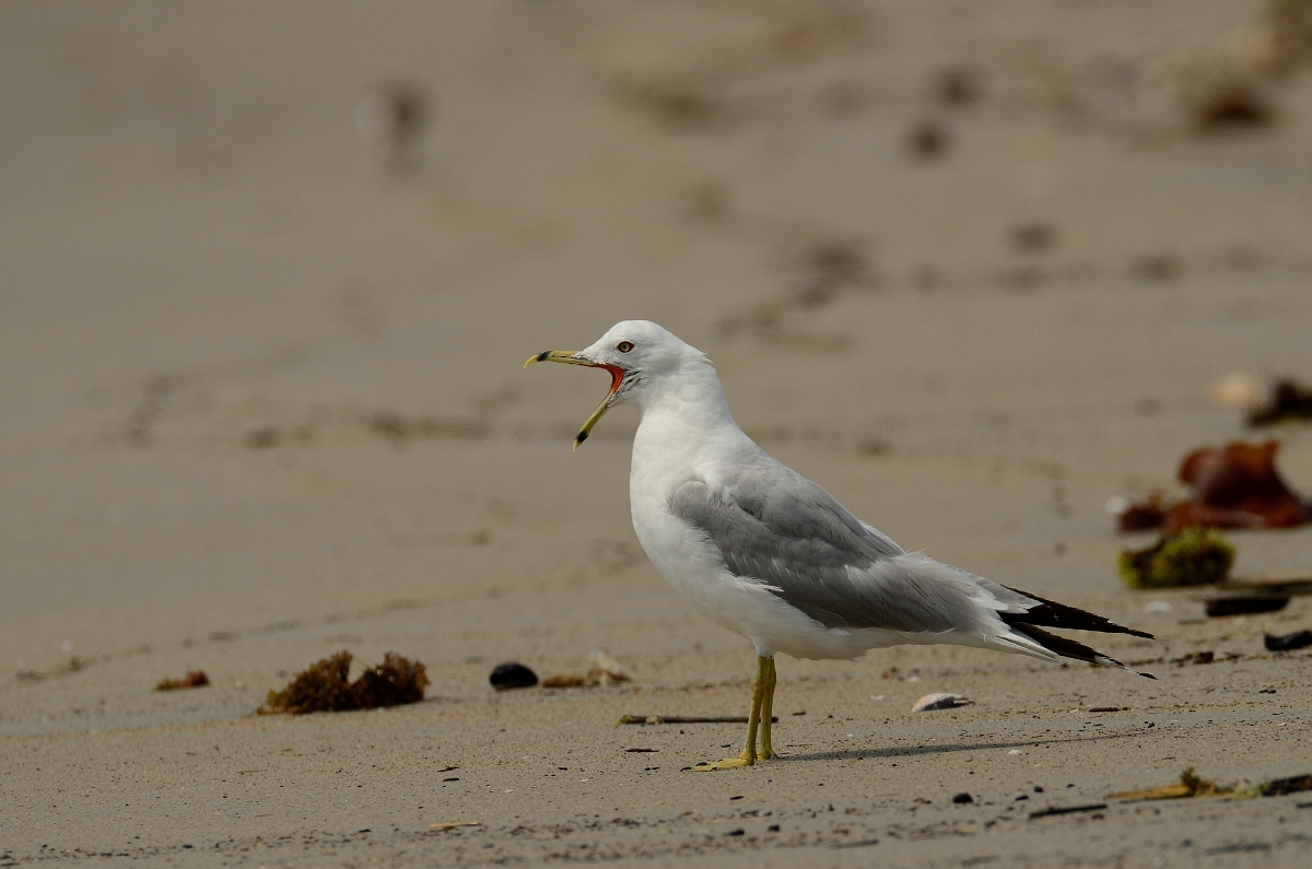 David Plant Photography - Wildlife Photography - Ring-billed gull - B.jpg - Ring-billed gull calling - Plum Island, MA