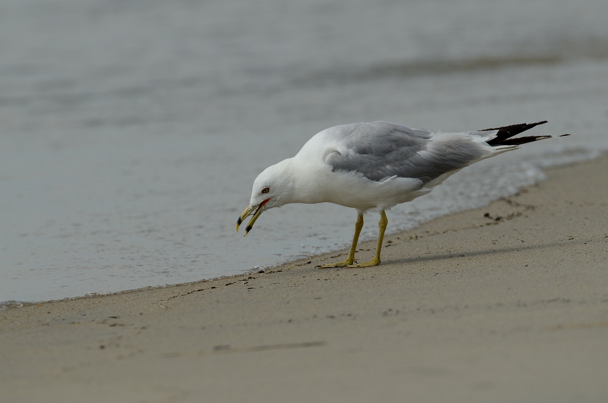 David Plant Photography - Wildlife Photography - Ring-billed gull - C.jpg - Ring-billed gull feeding - Plum Island, MA