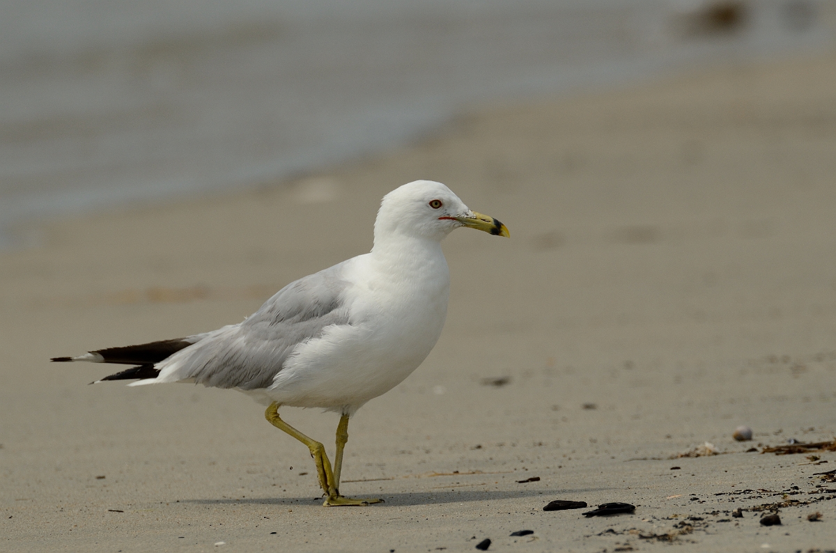 David Plant Photography - Wildlife Photography - Ring-billed gull - D.jpg - Ring-billed gull on beach - Plum Island, MA