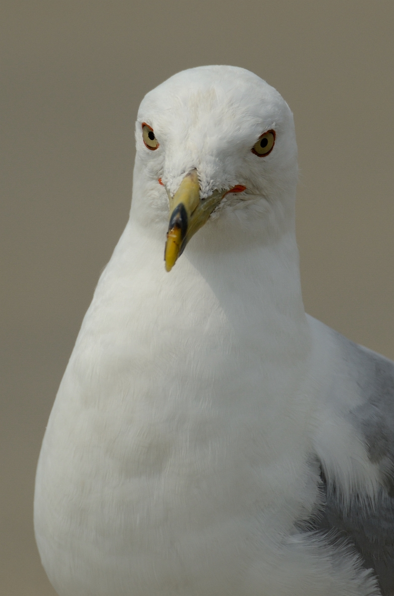 David Plant Photography - Wildlife Photography - Ring-billed gull - E.jpg - Ring-billed gull head - Plum Island, MA