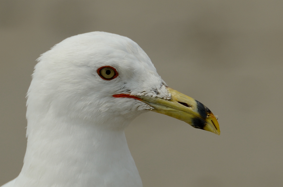David Plant Photography - Wildlife Photography - Ring-billed gull - F.jpg - Ring-billed gull head - Plum Island, MA
