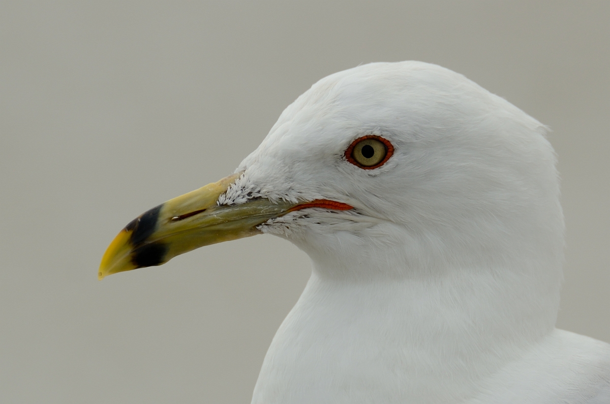 David Plant Photography - Wildlife Photography - Ring-billed gull - G.jpg - Ring-billed gull head - Plum Island, MA