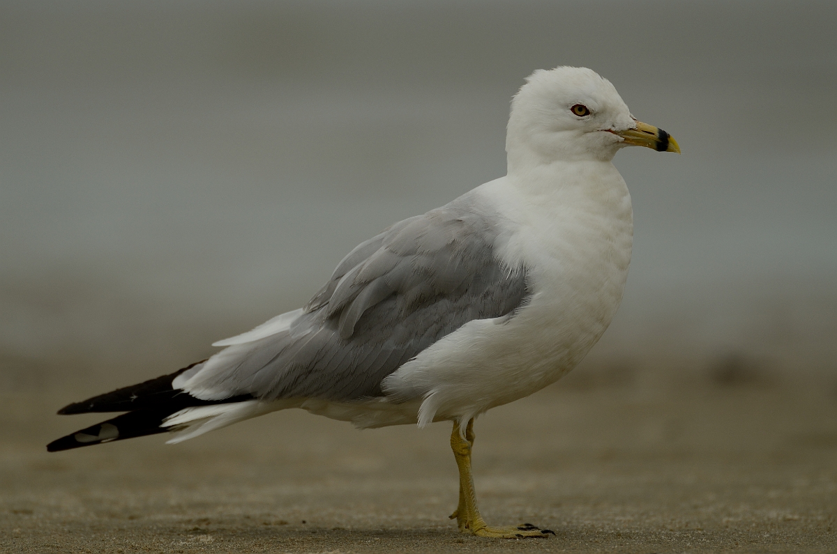 David Plant Photography - Wildlife Photography - Ring-billed gull - H.jpg - Ring-billed gull - Plum Island, MA