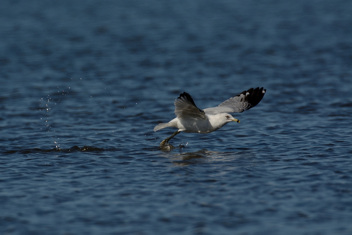 David Plant Photography - Wildlife Photography - Ring-billed gull - I.jpg - Ring-billed gull flying - Plum Island, MA