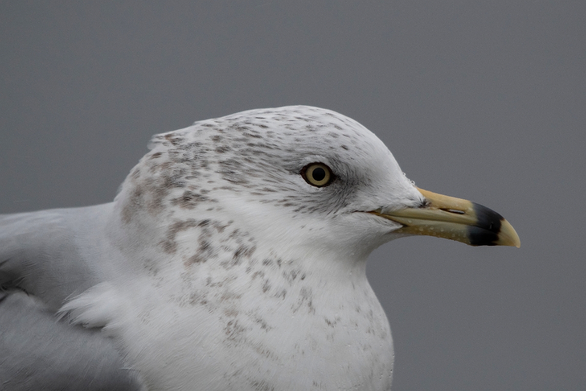 David Plant Photography - Wildlife Photography - Ring-billed gull - J.jpg - Ring-billed gull, winter - Salisbury Beach, MA