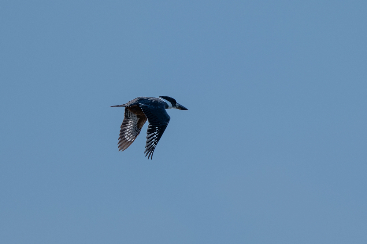 DPPhotography - Texas - Ringed kingfisher - A.jpg - Ringed kingfisher - Santa Ana NWR, Texas