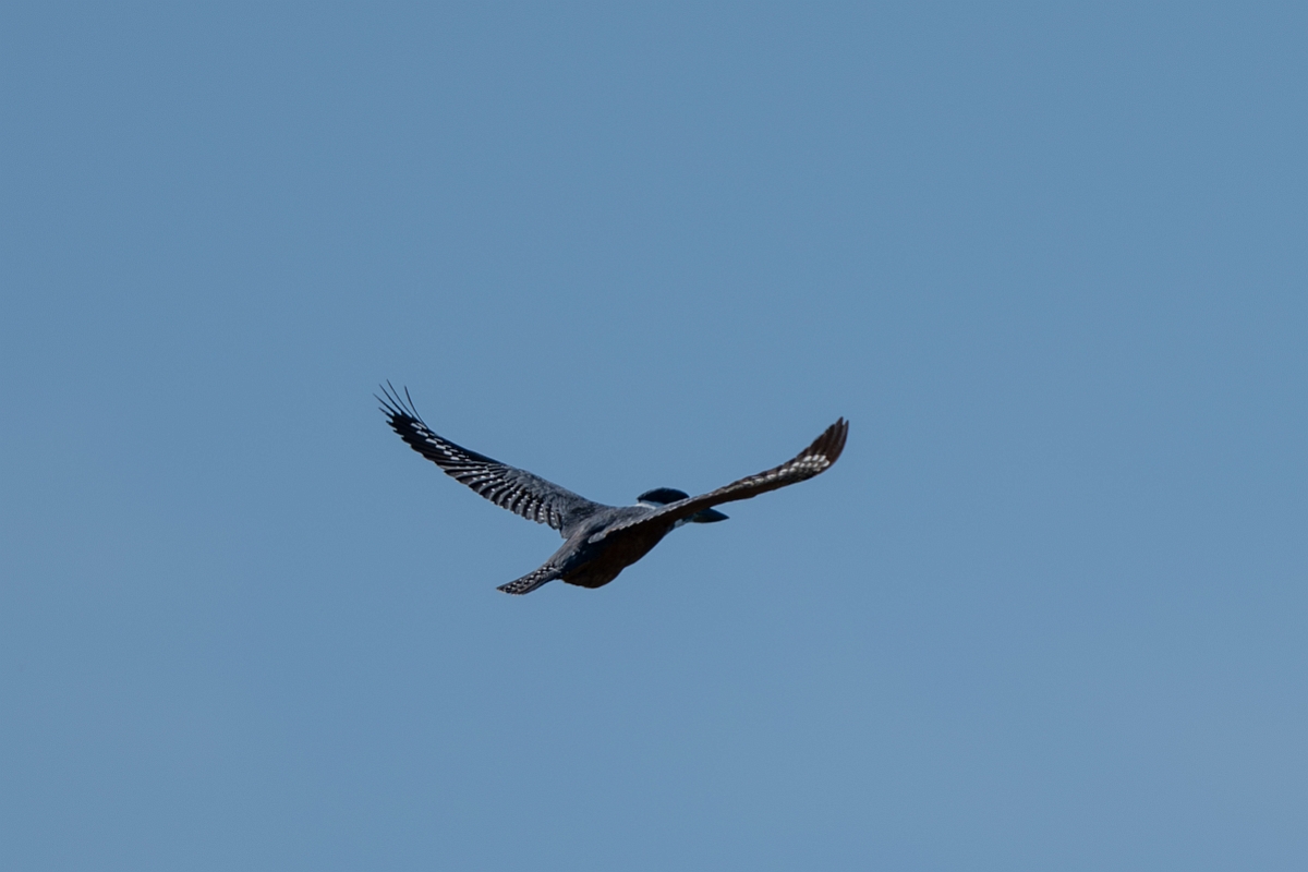 DPPhotography - Texas - Ringed kingfisher - C.jpg