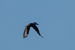 DPPhotography - Texas - Ringed kingfisher - D