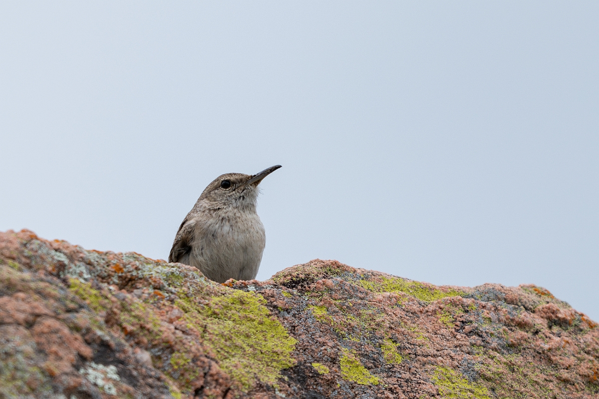 DPPhotography - Texas - Rock wren - A.jpg - Rock wren - Ink Lake State Park, Texas