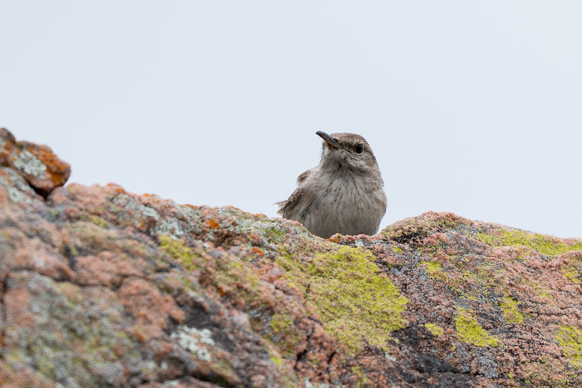 DPPhotography - Texas - Rock wren - B.jpg - Rock wren - Ink Lake State Park, Texas