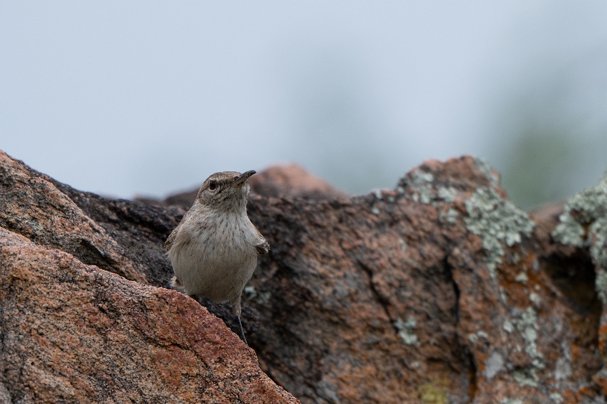 DPPhotography - Texas - Rock wren - D.jpg - Rock wren - Ink Lake State Park, Texas