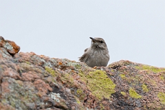 DPPhotography - Texas - Rock wren - B