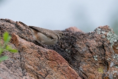 DPPhotography - Texas - Rock wren - C