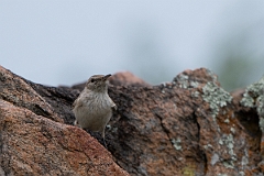 DPPhotography - Texas - Rock wren - D